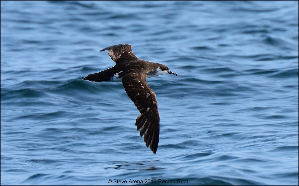 Manx Shearwater - Anonymous