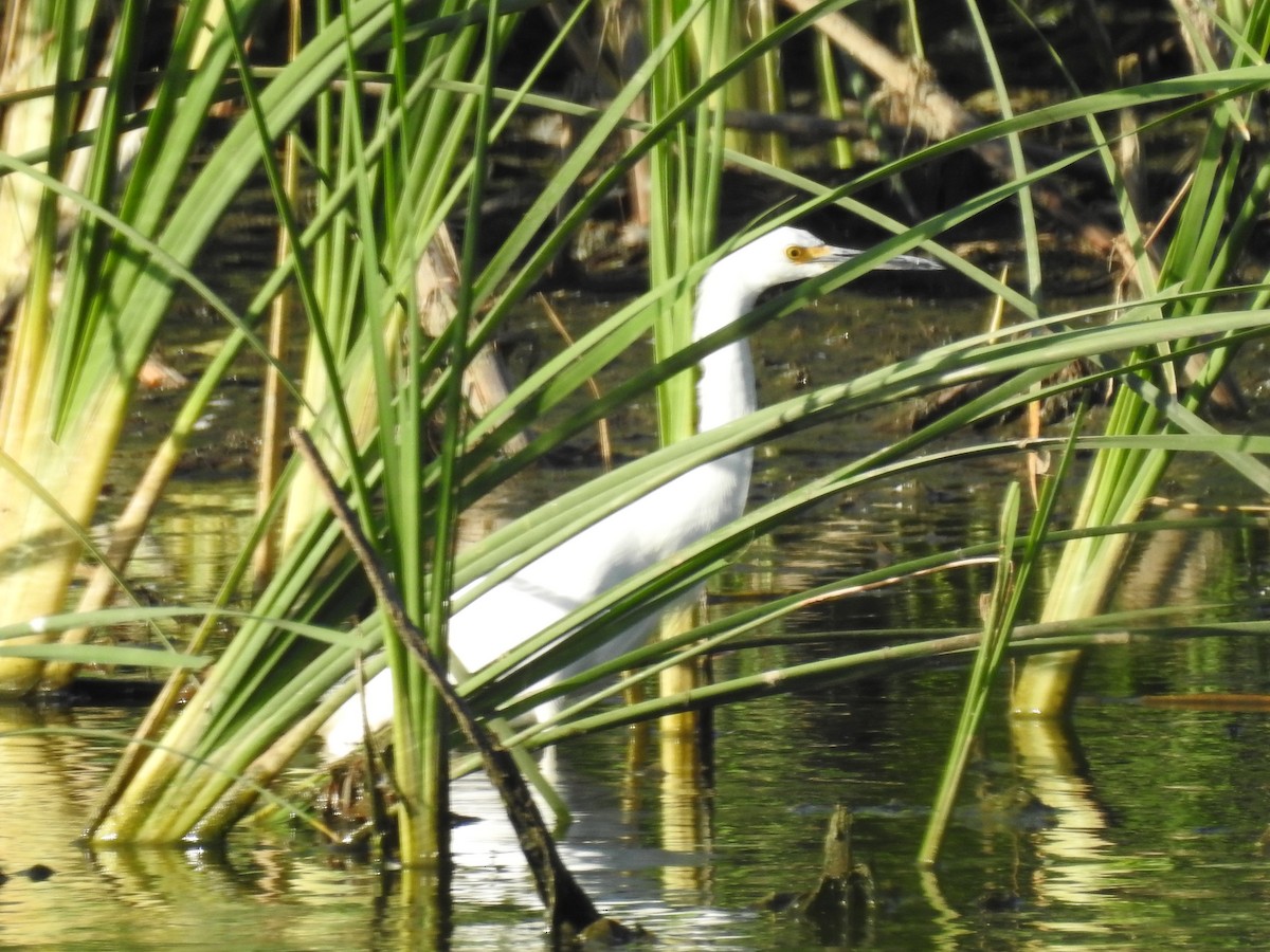 Snowy Egret - ML112550771