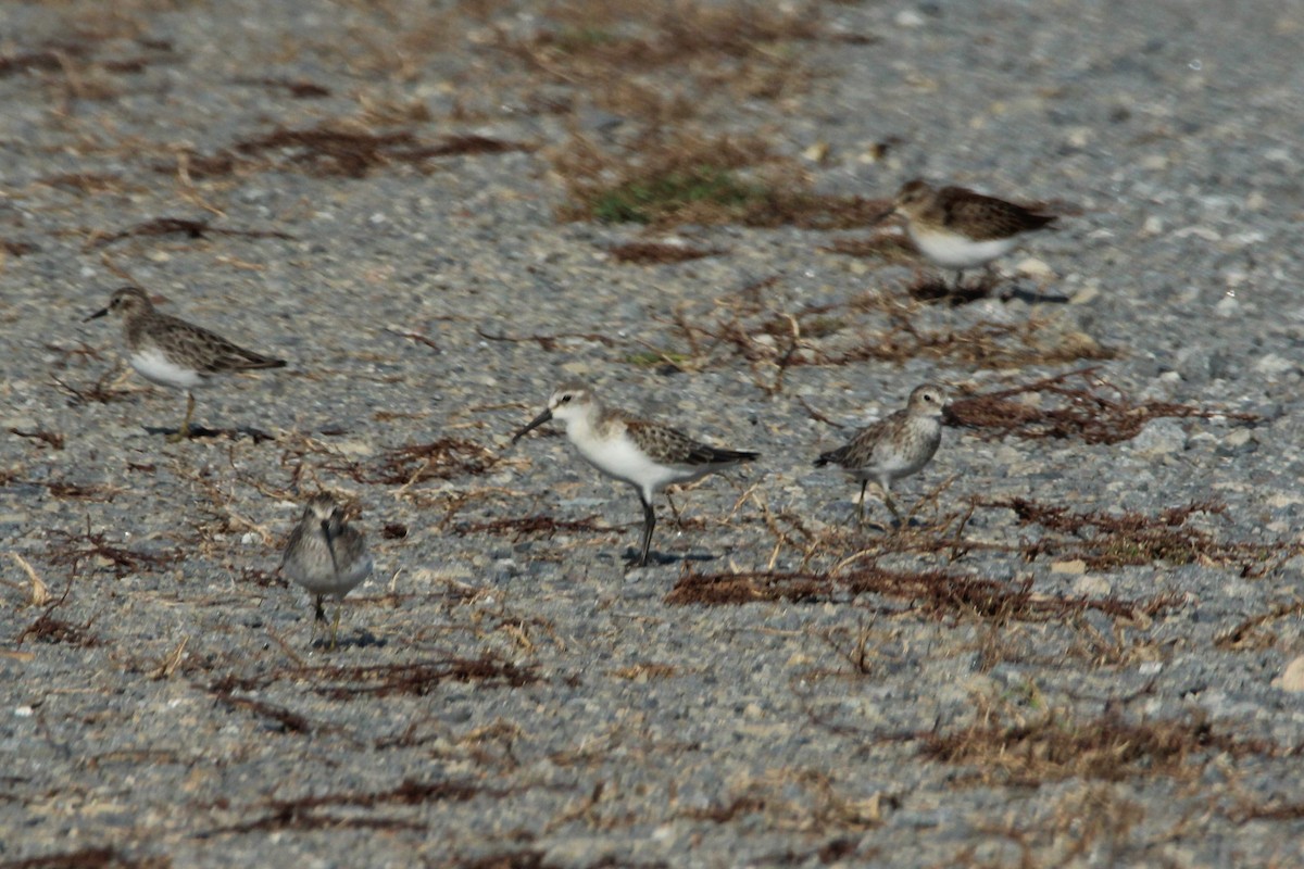 Western Sandpiper - Randy Robinson