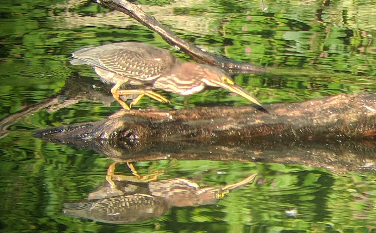 Green Heron - ML112552901