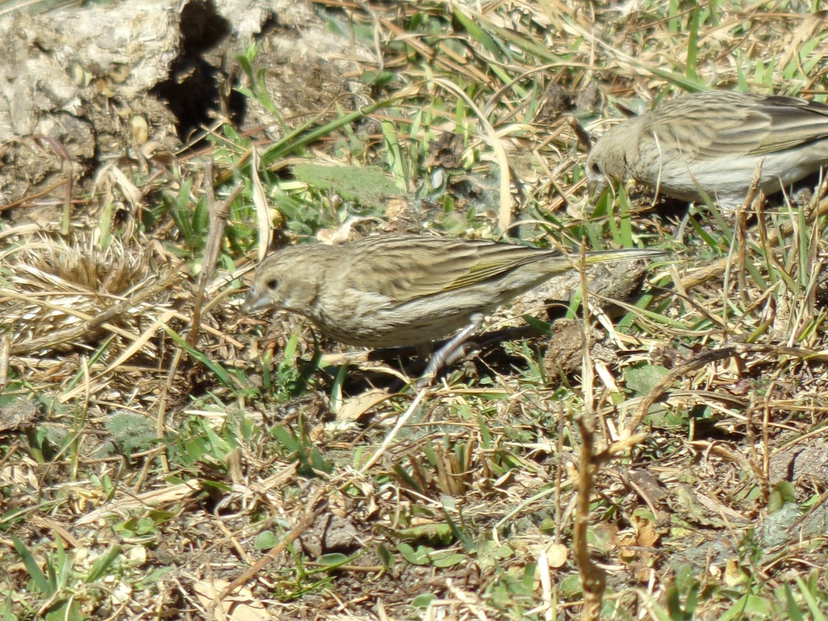 Saffron Finch - ML112554631