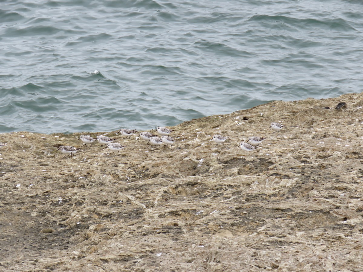 Bécasseau sanderling - ML112555631