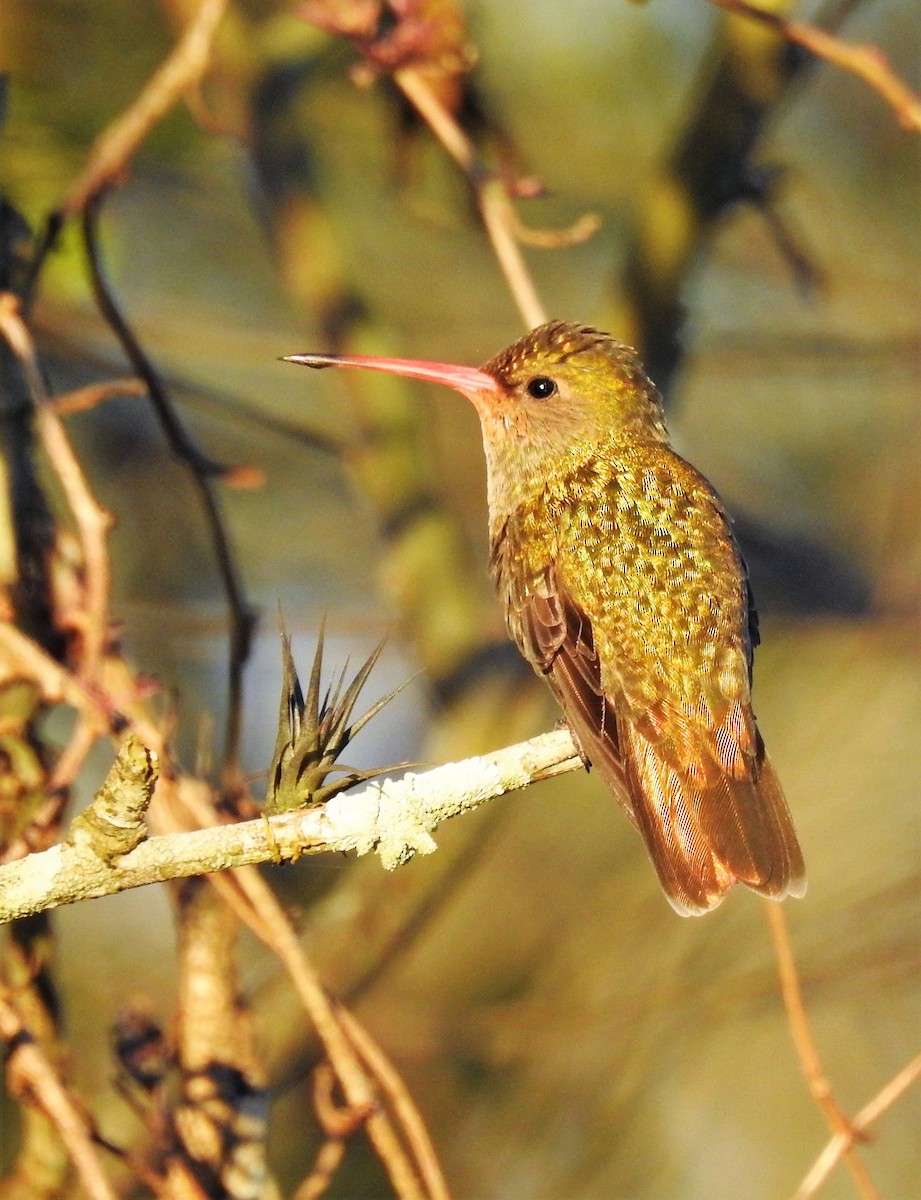 Gilded Hummingbird - Cláudio Jorge De Castro Filho