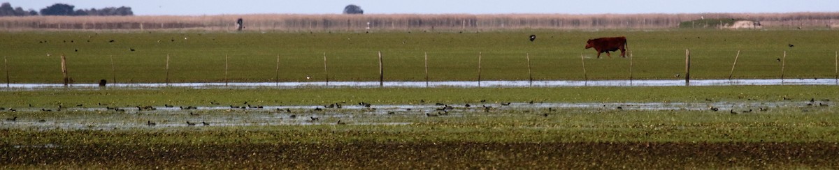 White-winged Coot - ML112556541