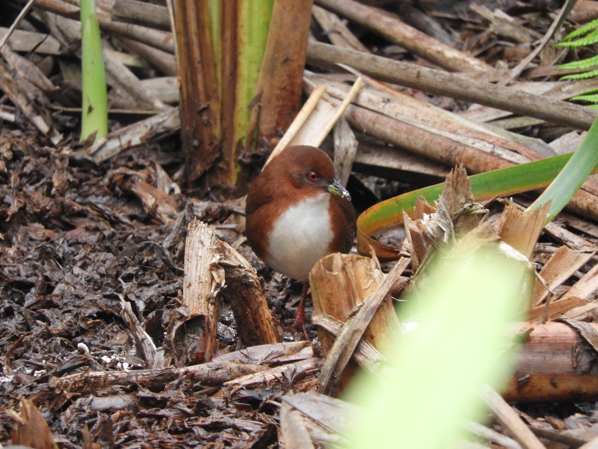 Red-and-white Crake - ML112556571