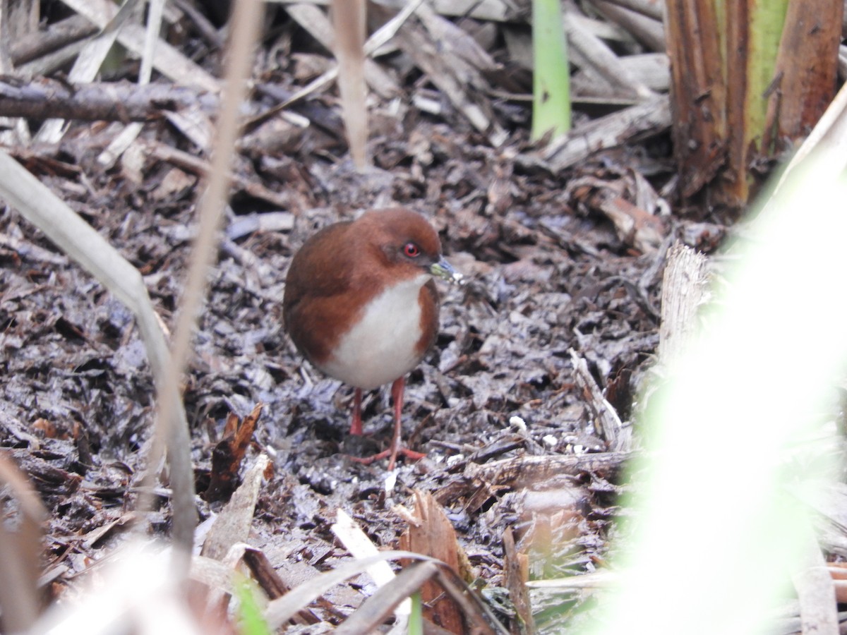 Red-and-white Crake - ML112556621