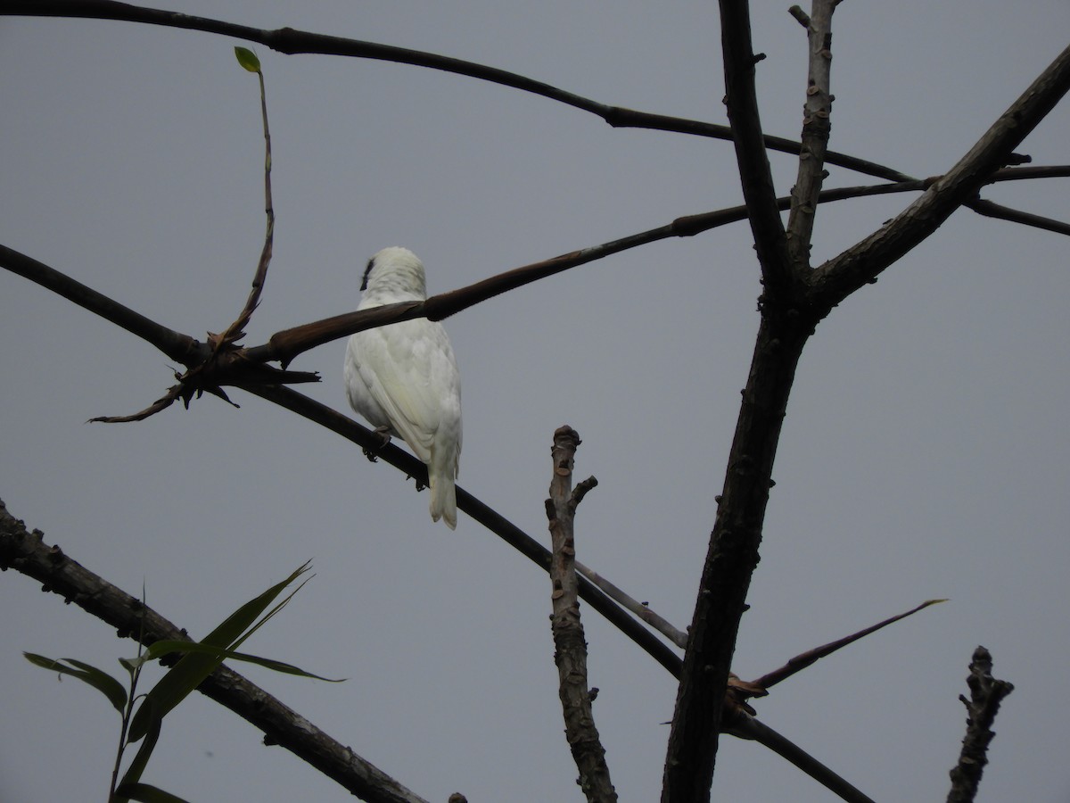 Bare-throated Bellbird - ML112557281