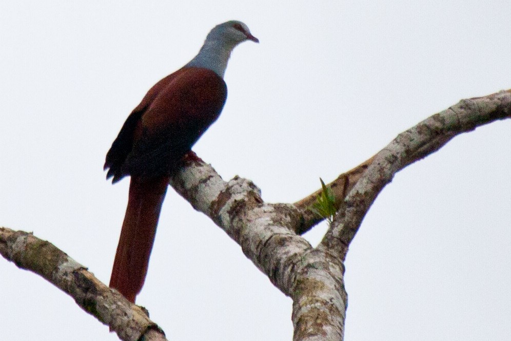 Great Cuckoo-Dove - ML112557561