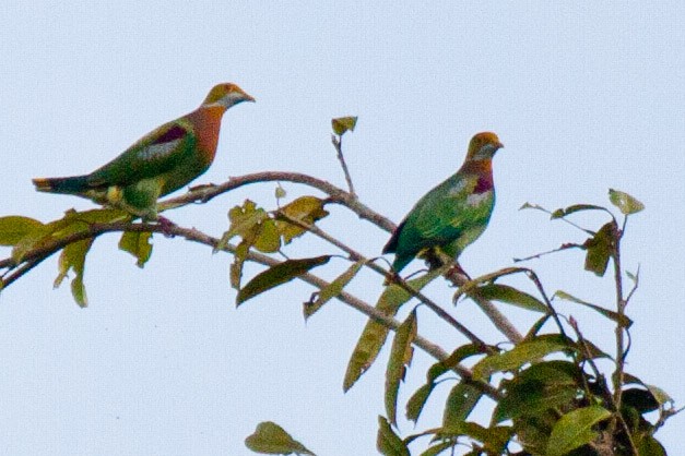 Ornate Fruit-Dove - ML112557831