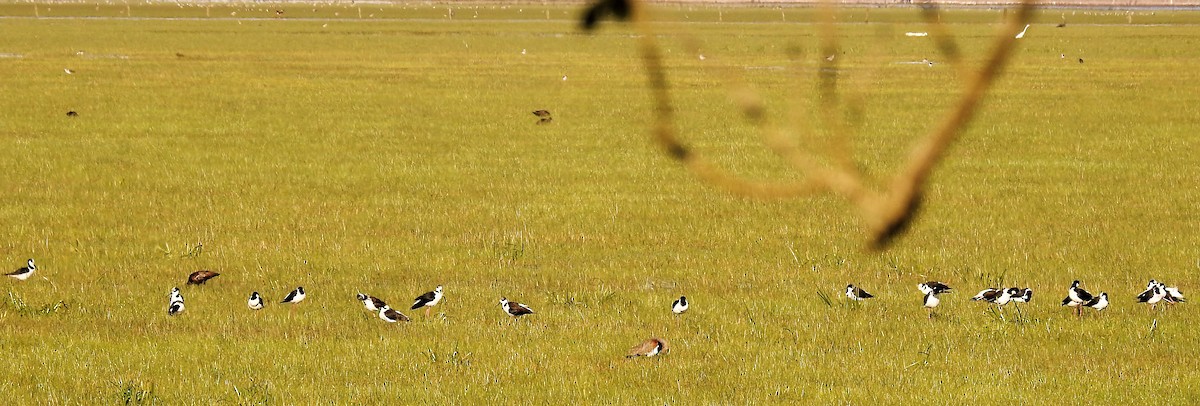 Black-necked Stilt - ML112558381