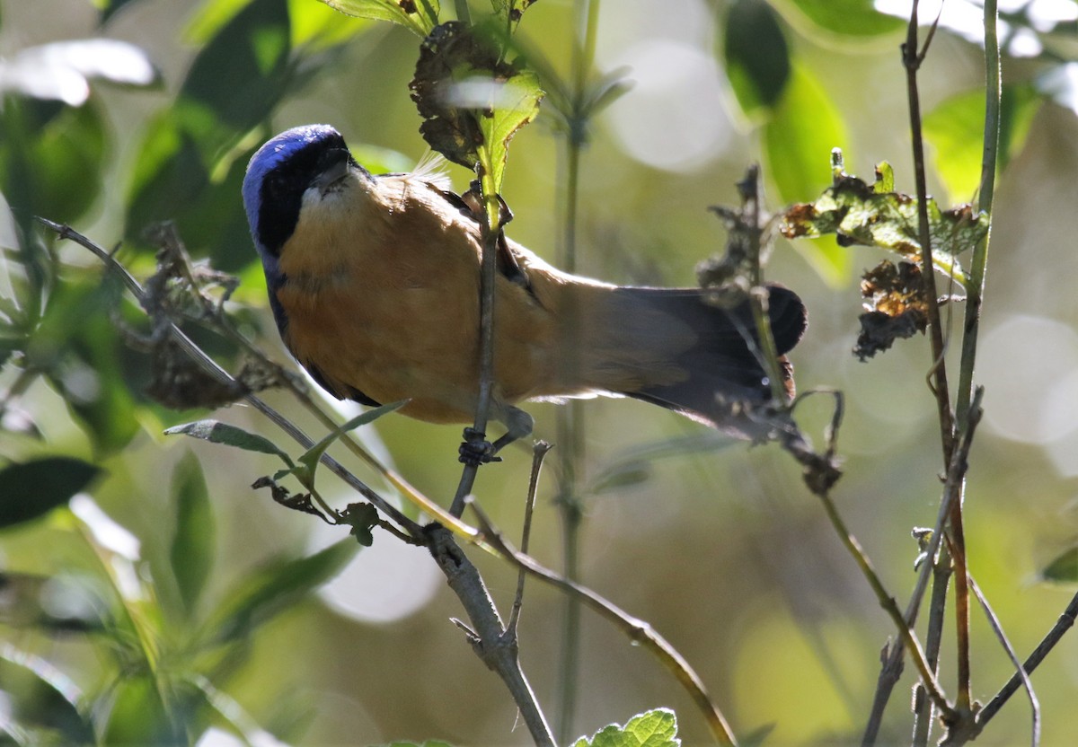 Fawn-breasted Tanager - Cláudio Jorge De Castro Filho