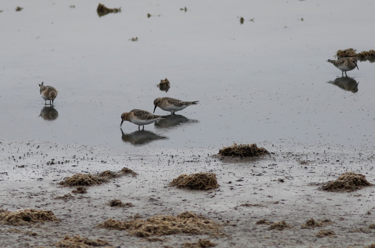 Baird's Sandpiper - ML112558831