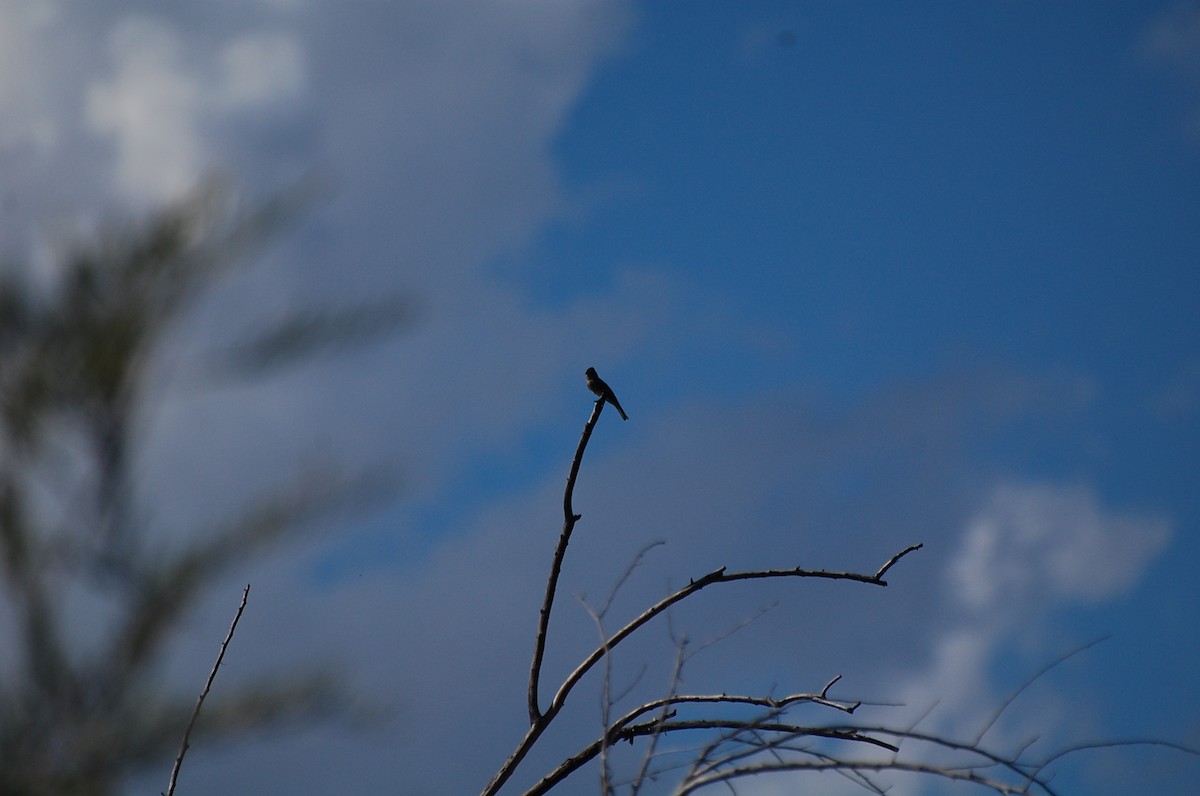 Western Wood-Pewee - ML112559041