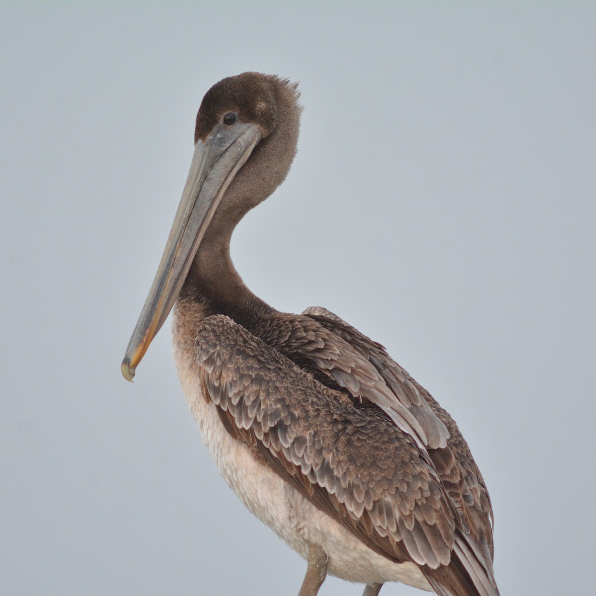 Brown Pelican - ML112560111