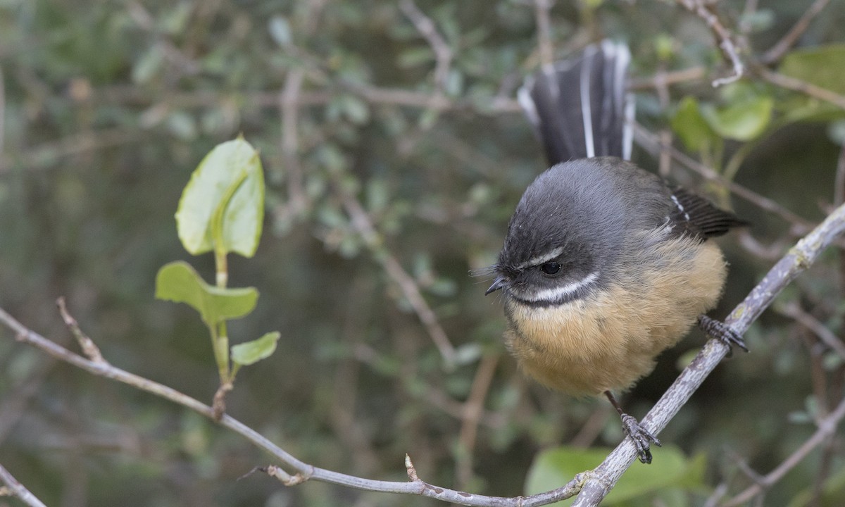 New Zealand Fantail - ML112560431