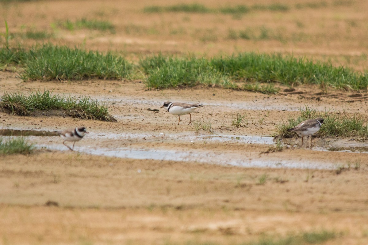 Semipalmated Plover - ML112561511