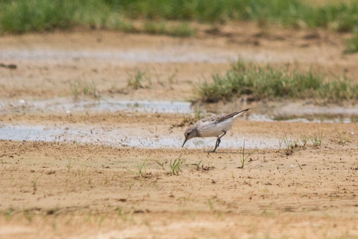 White-rumped Sandpiper - ML112561551