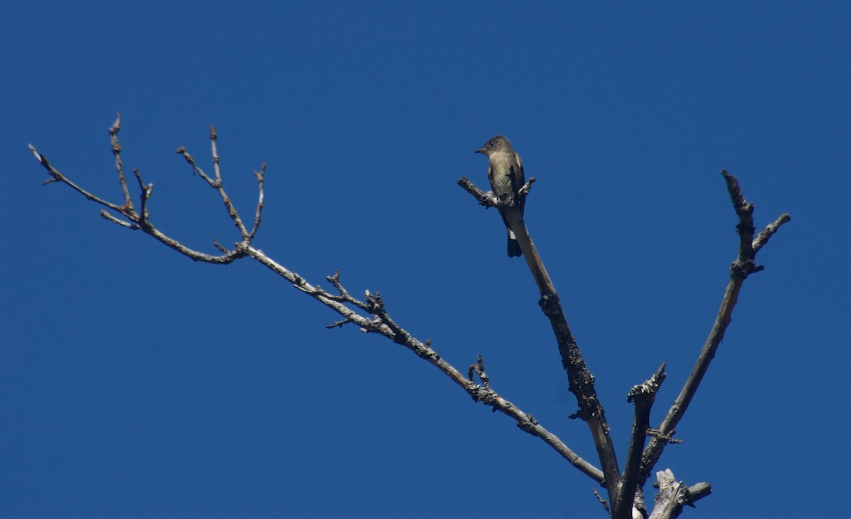 Western Wood-Pewee - ML112561681