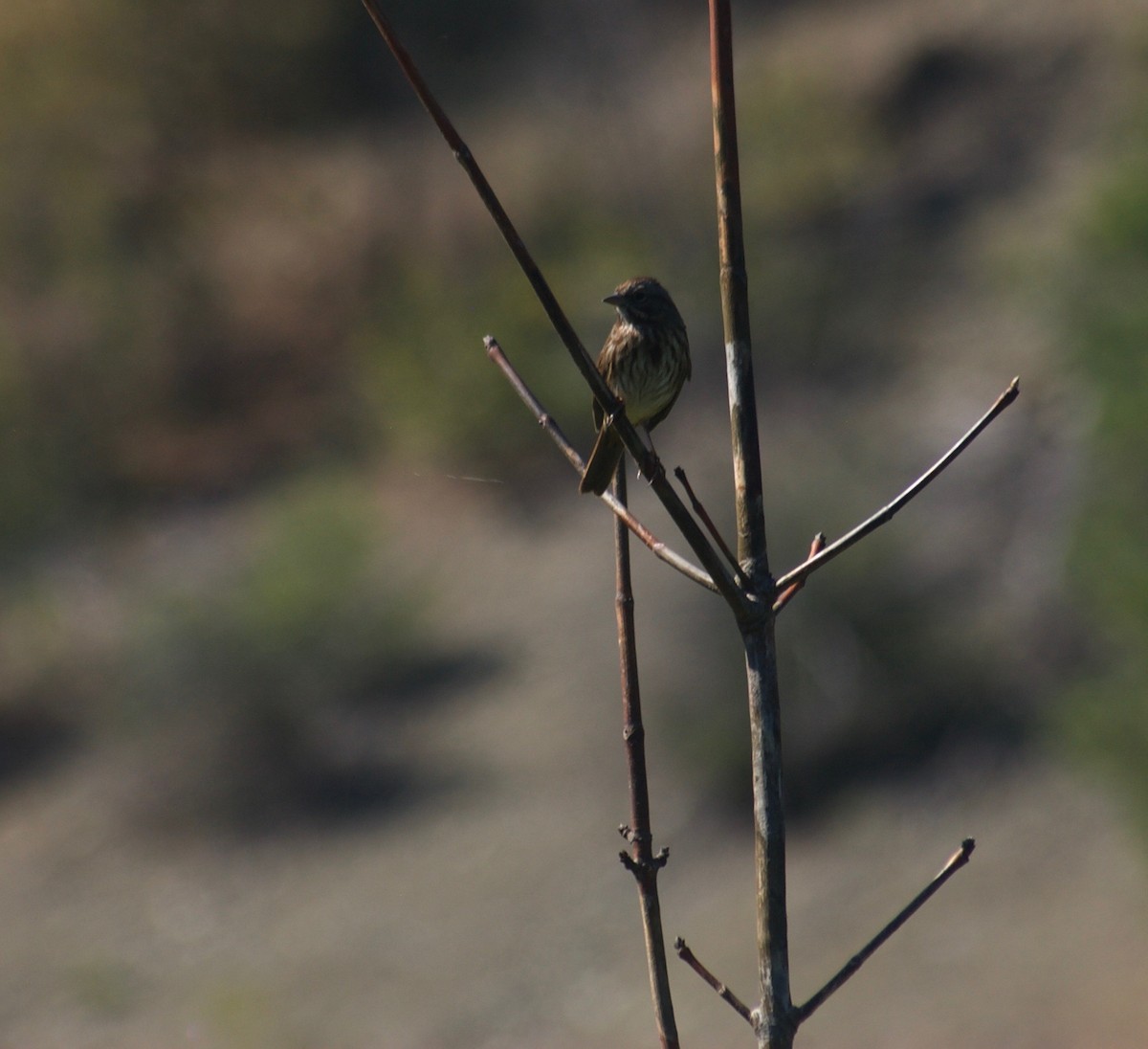 Song Sparrow - ML112561741