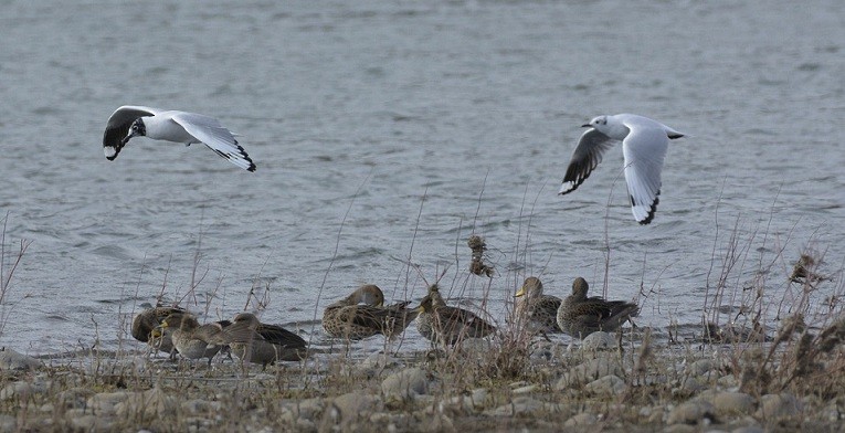 Andean Gull - ML112563951