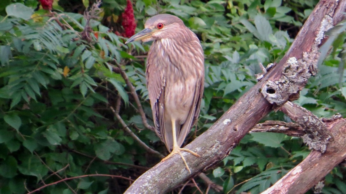 Black-crowned Night Heron - Peter Gagarin