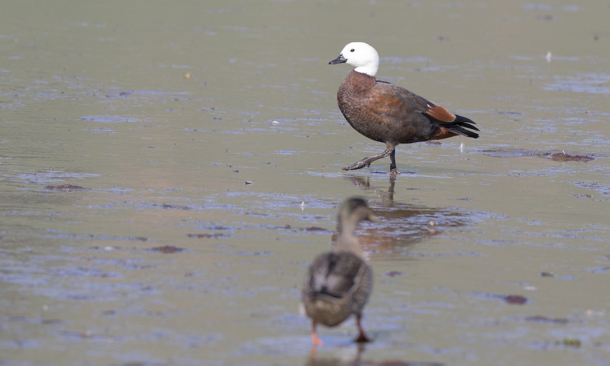 Paradise Shelduck - ML112566821