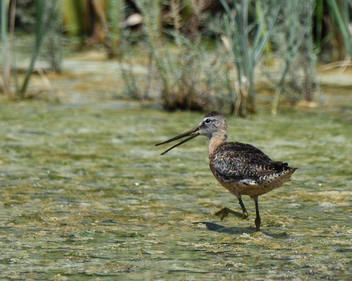 Long-billed Dowitcher - Max Wilson