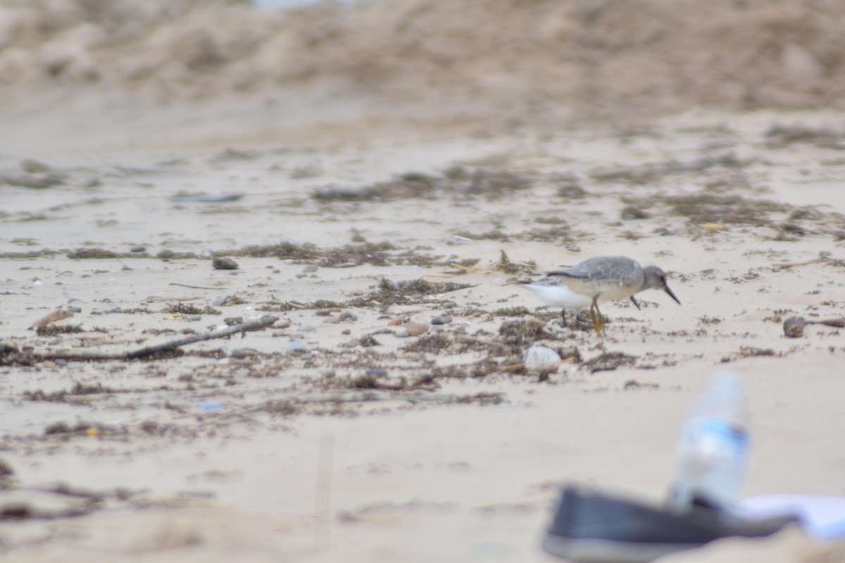 Red Knot - ML112567561