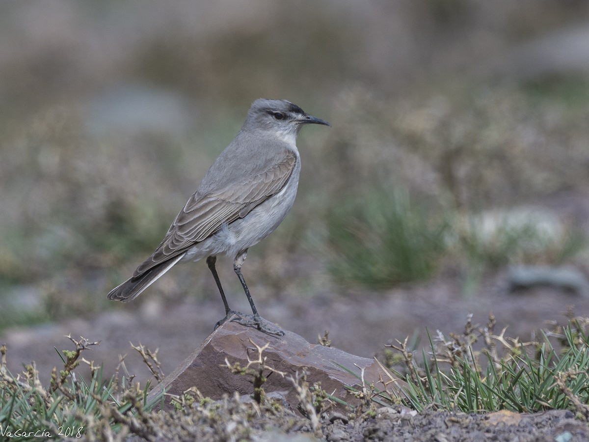 Black-fronted Ground-Tyrant - VERONICA ARAYA GARCIA