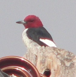 Red-headed Woodpecker - William Flack