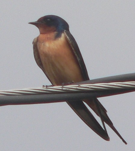 Barn Swallow - ML112567801