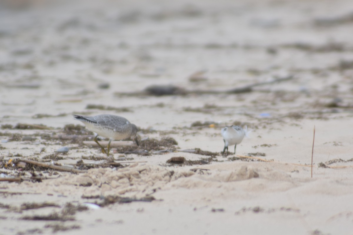 Red Knot - ML112567861