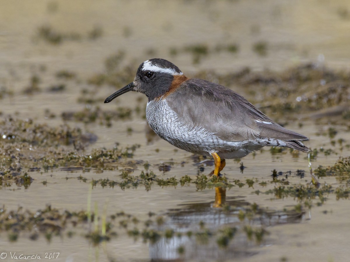 Diademed Sandpiper-Plover - ML112567931