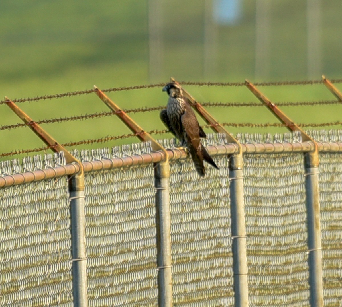 Peregrine Falcon - ML112568291