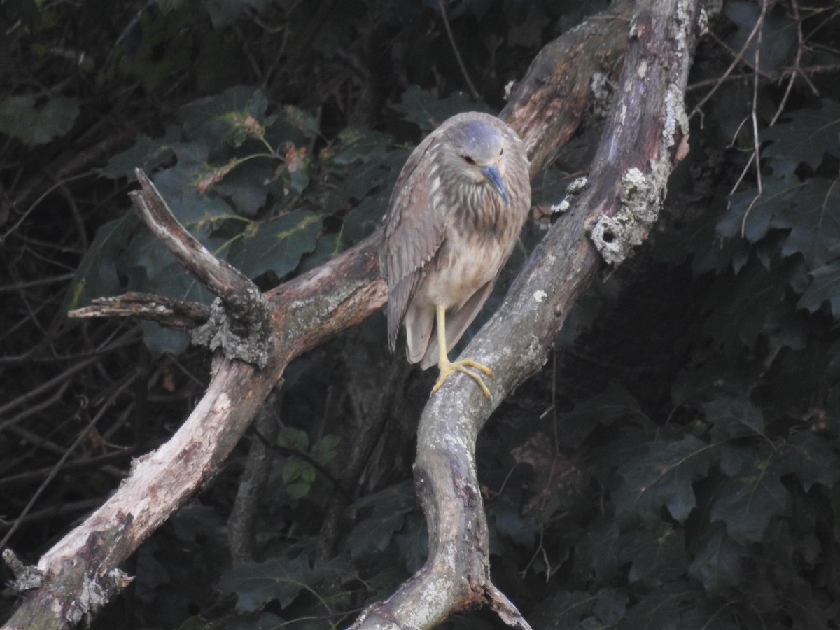 Black-crowned Night Heron - Mary McKitrick