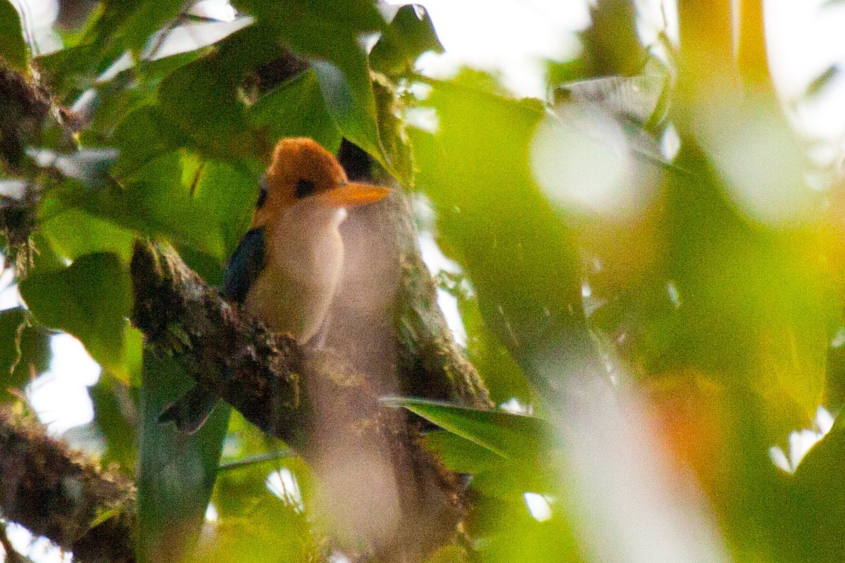 Mountain Kingfisher - ML112568811