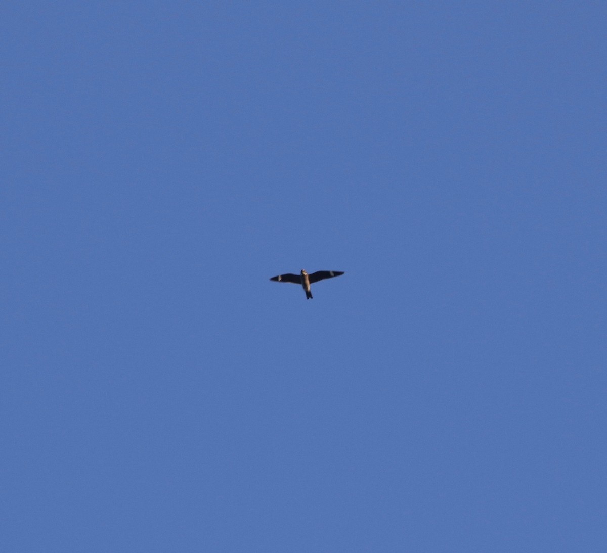 Common Nighthawk - Pair of Wing-Nuts