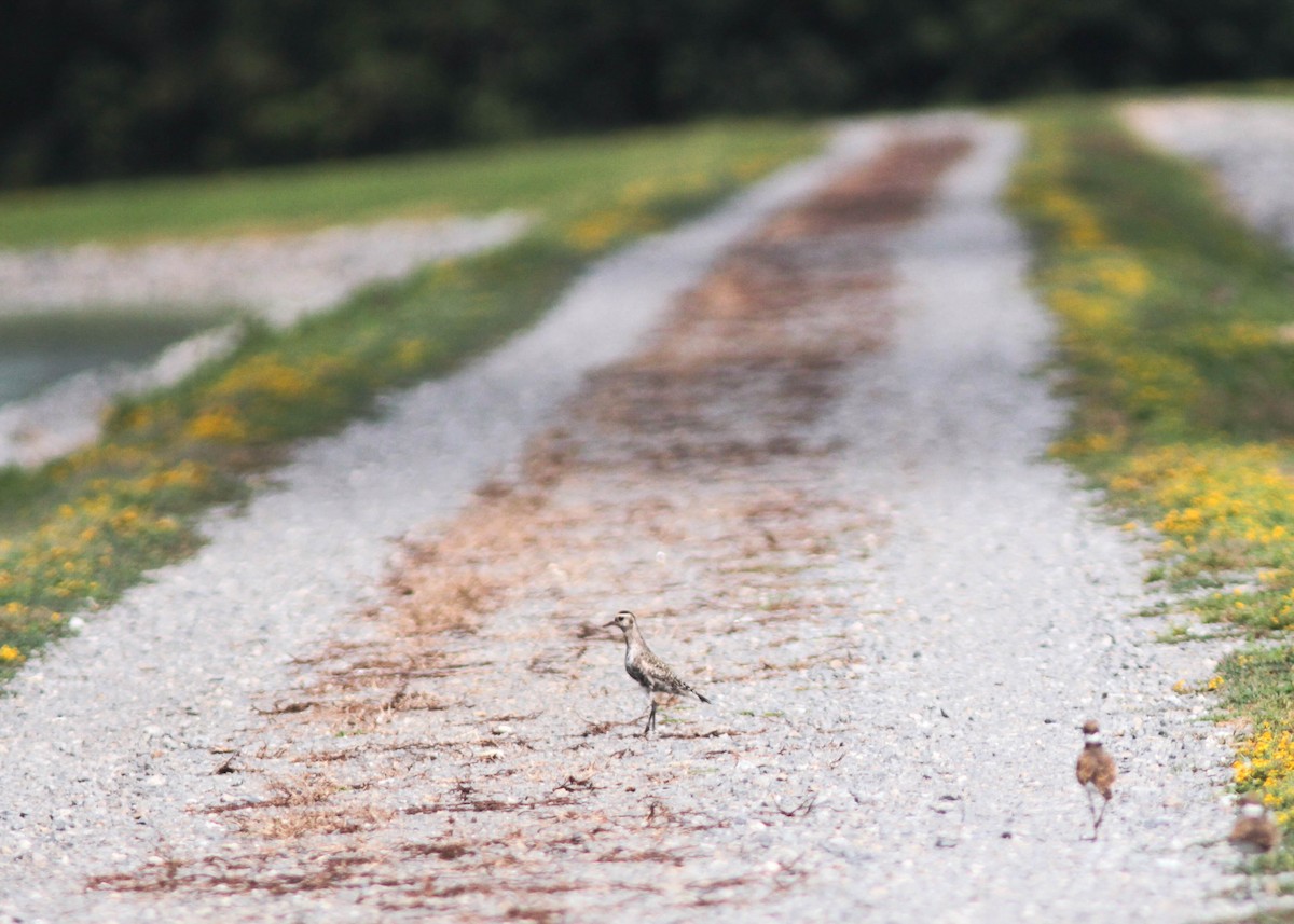 American Golden-Plover - ML112569531