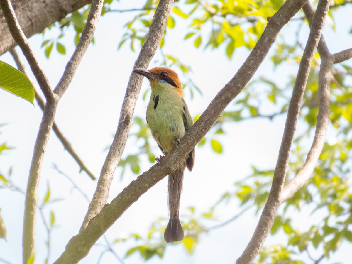 Russet-crowned Motmot - ML112569931