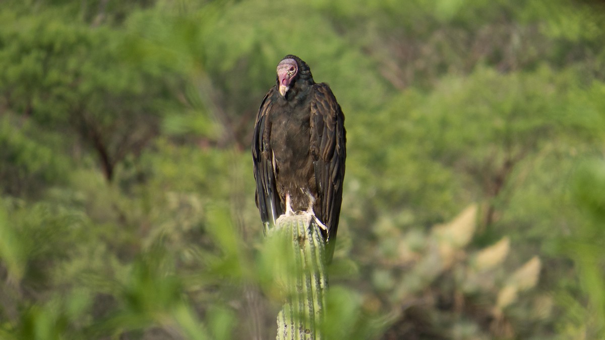 Turkey Vulture - ML112569991