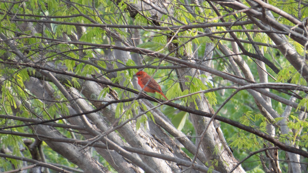 Hepatic Tanager - ML112570031