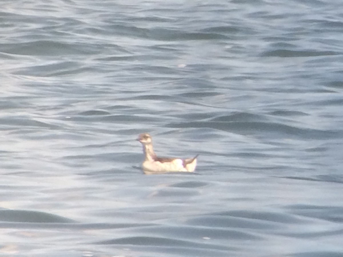 Black Guillemot - ML112570861