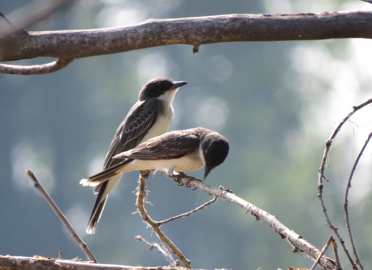 Eastern Kingbird - ML112571061