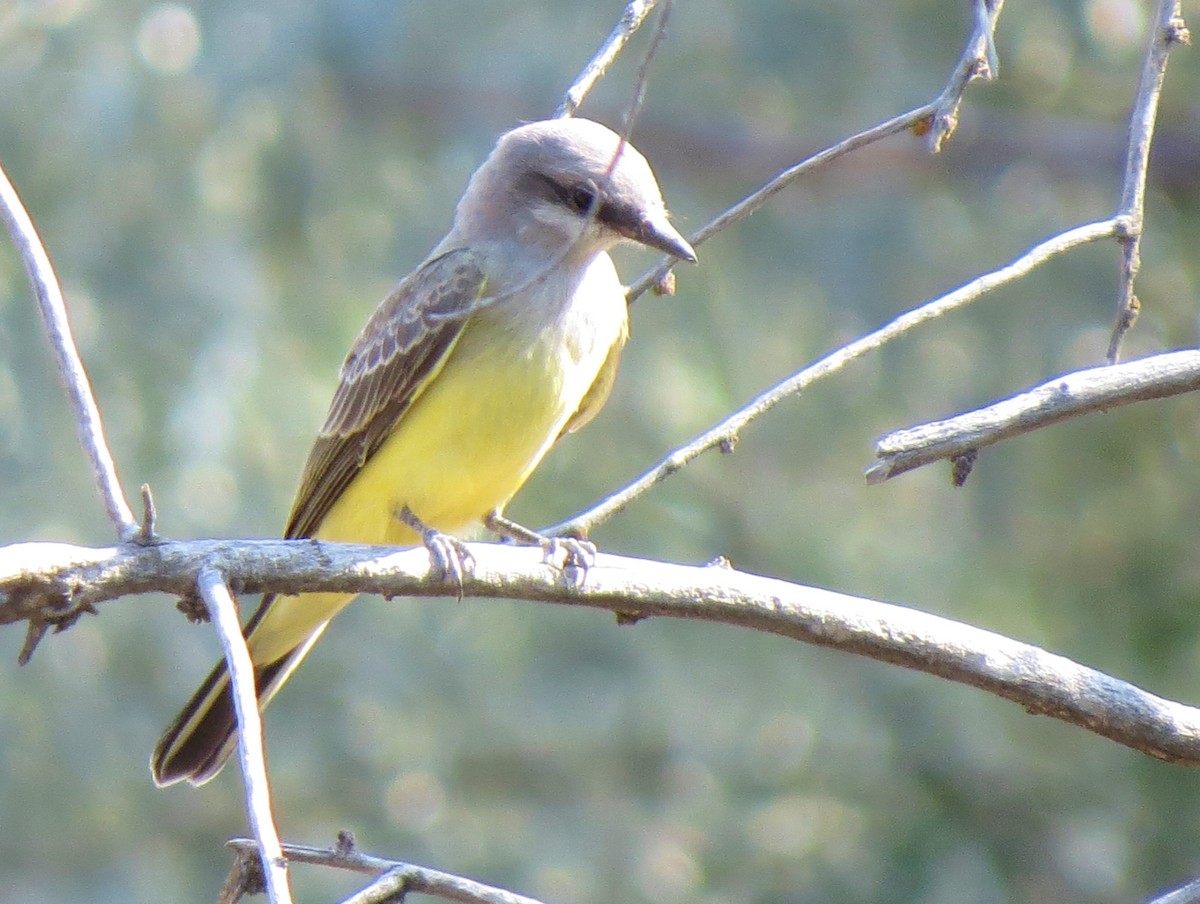 Western Kingbird - ML112571081