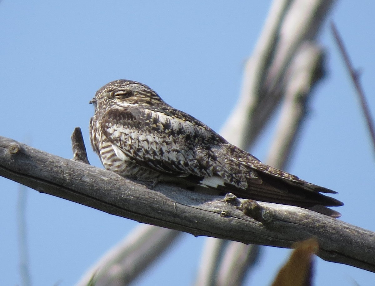 Common Nighthawk - ML112571521