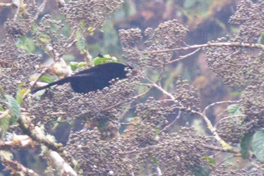 Wahnes's Parotia - ML112571801