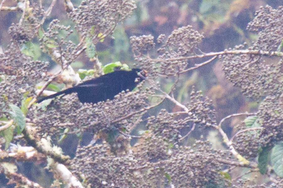 Wahnes's Parotia - Sue Wright