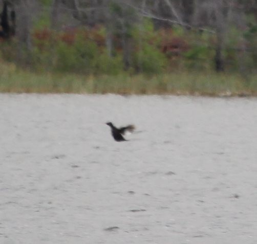 White-winged Scoter - ML112573011