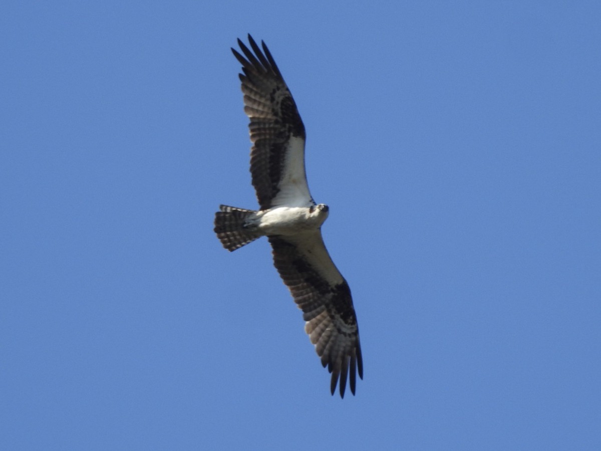 Águila Pescadora - ML112573121