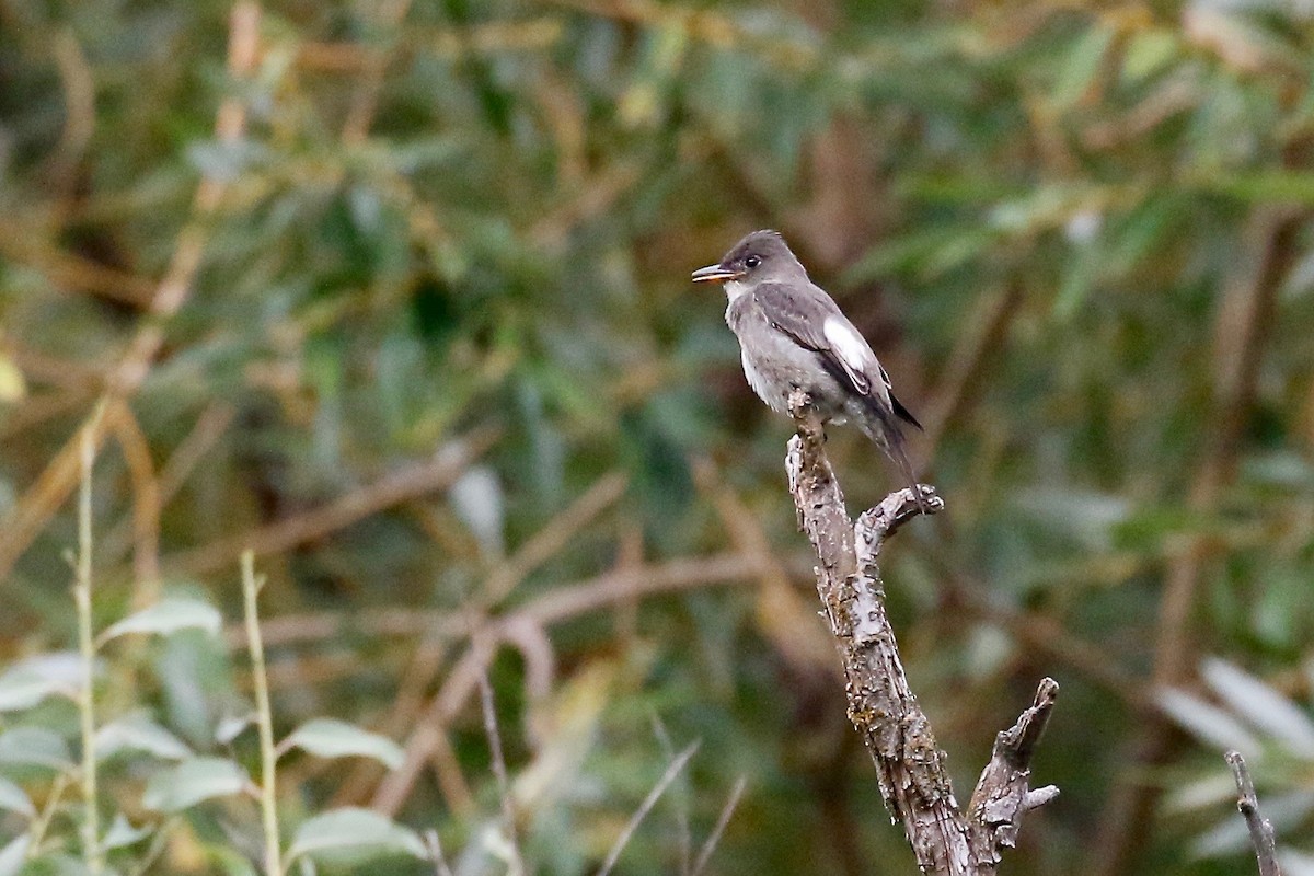 Olive-sided Flycatcher - ML112576351